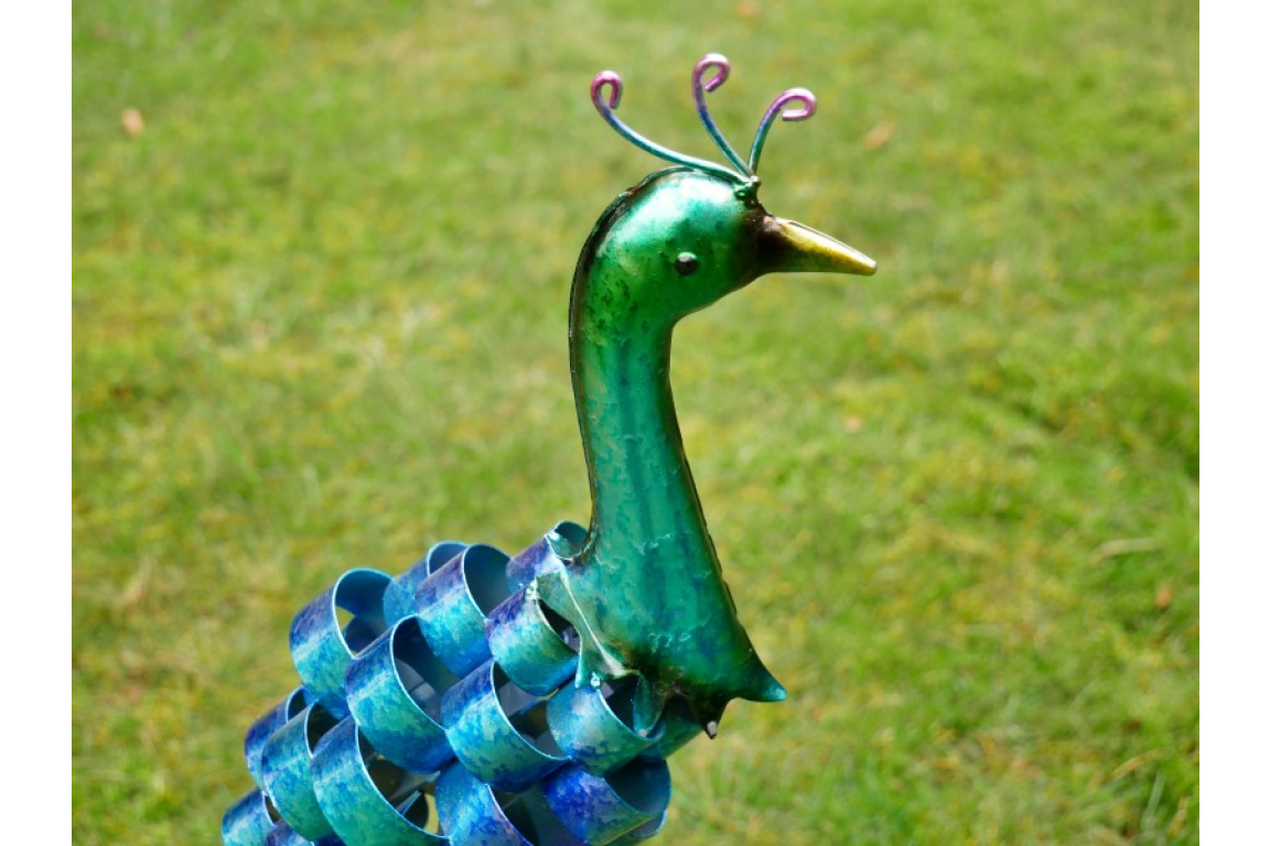 Garden Peacock