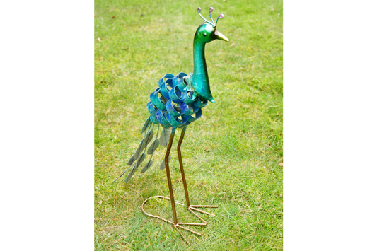Garden Peacock