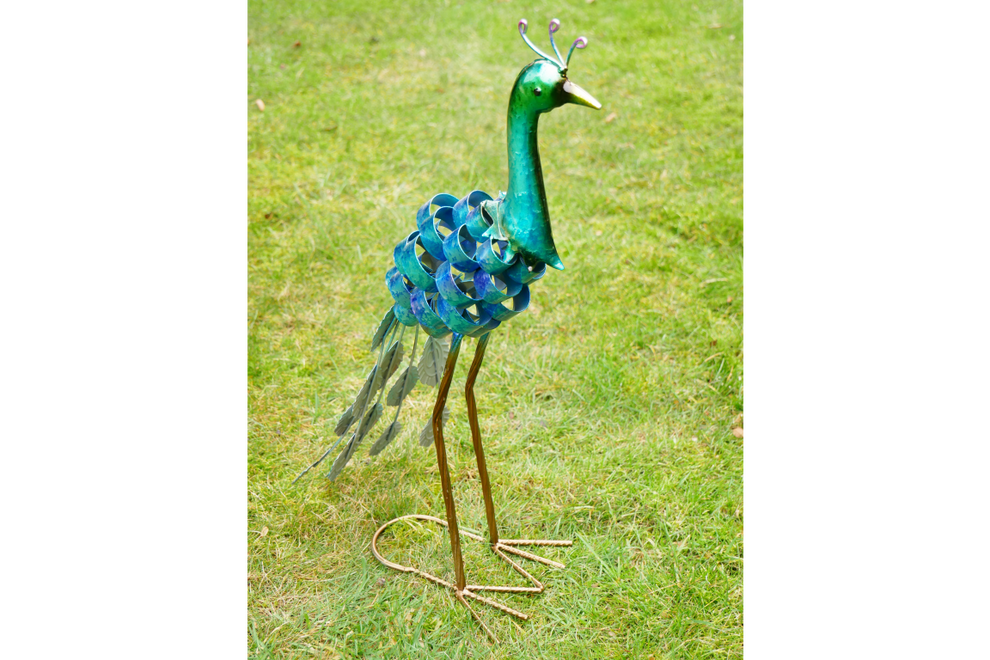 Garden Peacock – outdoorology